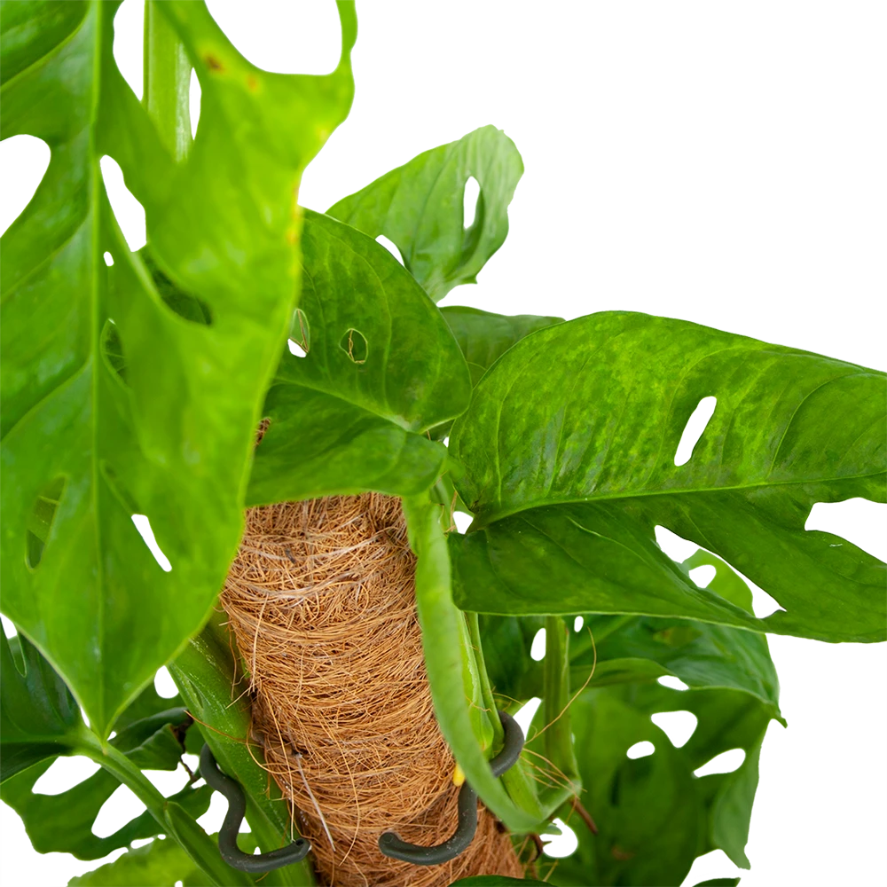 Monstera Adansonii Op Mosstok - Monkey Mask/Leaf- P16 H65 - Kamerplant - Afbeelding 2