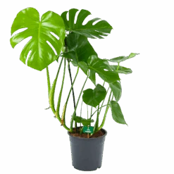 Monstera Deliciosa - Gatenplant - P24 H100 - Kamerplant