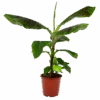 Musa Dwarf Cavendish - Bananenplant - P21 H90 - Kamerplant