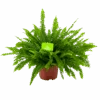 Nephrolepis Exalata Green Lady - Krulvaren - P19 H60 - Kamerplant