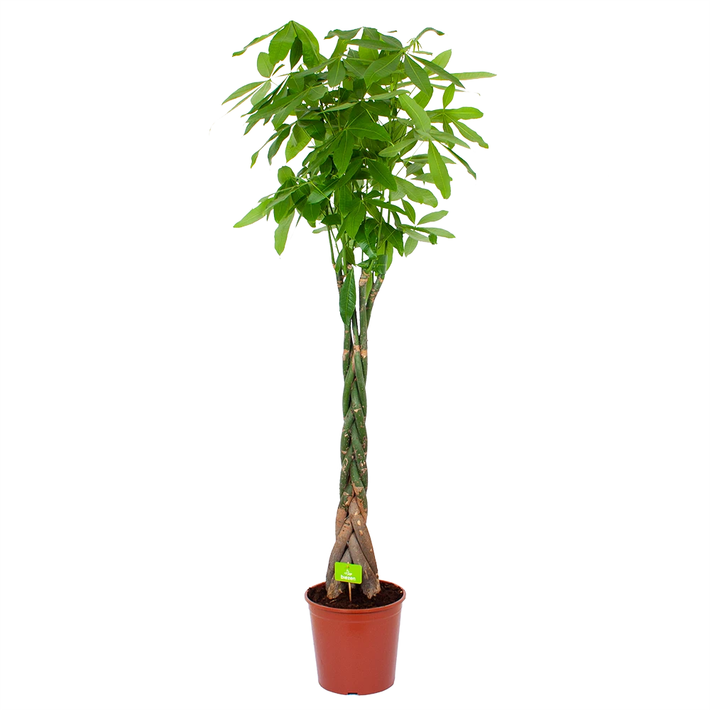 Pachira Aquatica - Geldboom - P31 H170 - Kamerplant