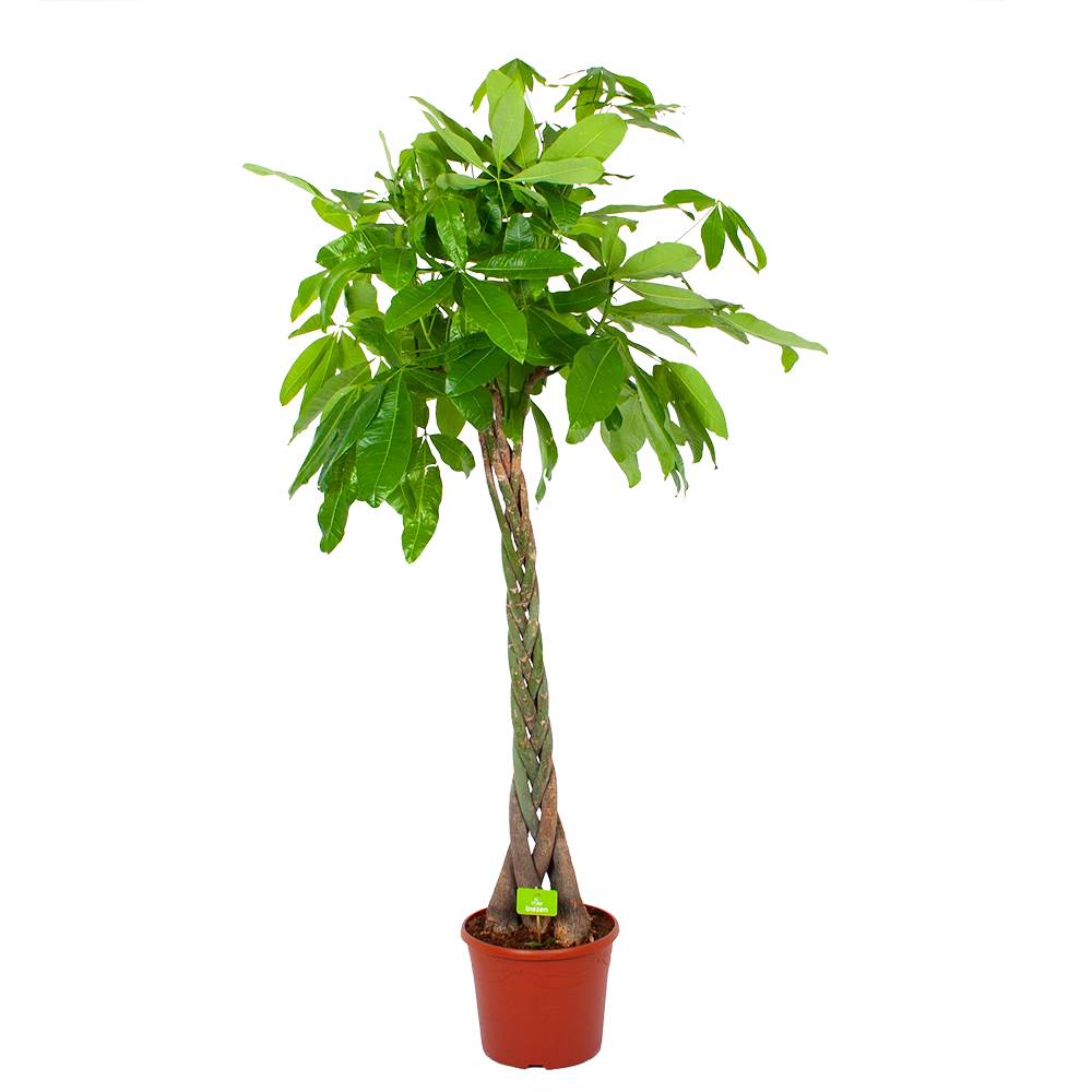 Pachira Aquatica - Geldboom - P35 H190 - Kamerplant