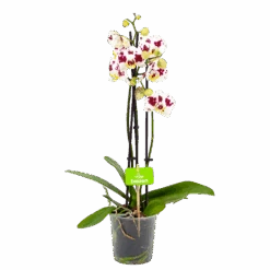 3 Taks Phalaenopsis Pop Art - Vlinderorchidee - P12 H60 - Kamerplant