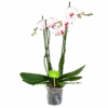 4 Taks Phalaenopsis Denver - Vlinderorchidee - P12 H60 - Kamerplant