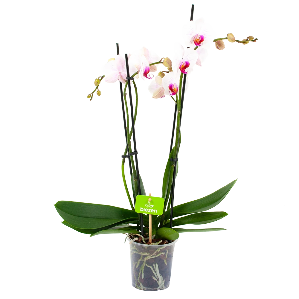 4 Taks Phalaenopsis Denver - Vlinderorchidee - P12 H60 - Kamerplant