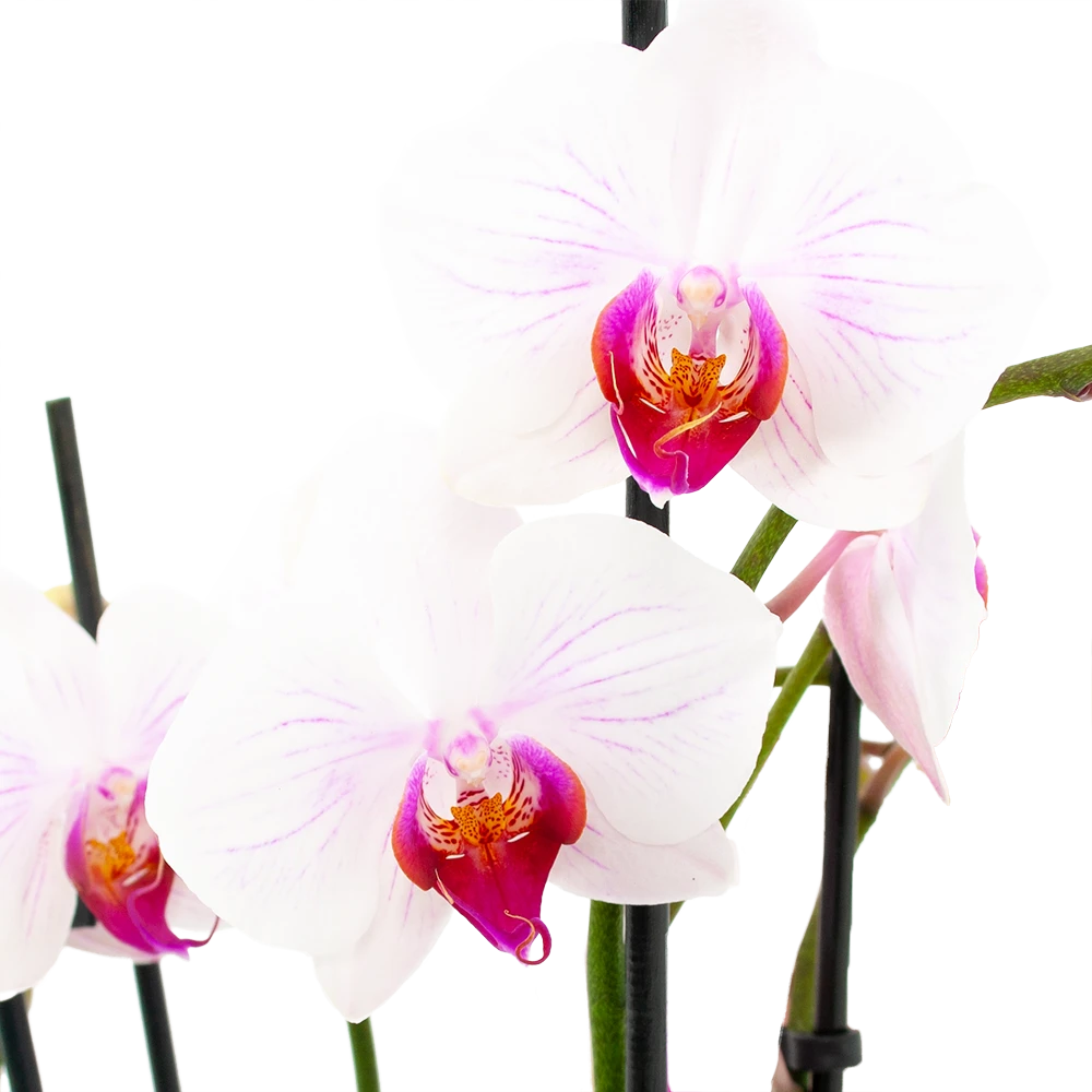 4 Taks Phalaenopsis Denver - Vlinderorchidee - P12 H60 - Kamerplant - Afbeelding 2