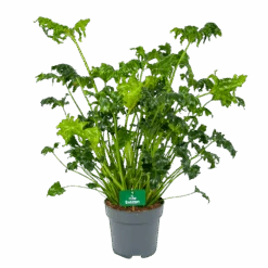 Philodendron Atlantis - P21 H75 - Kamerplant