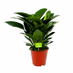 Philodendron Congo Apple - P19 H60 - Kamerplant