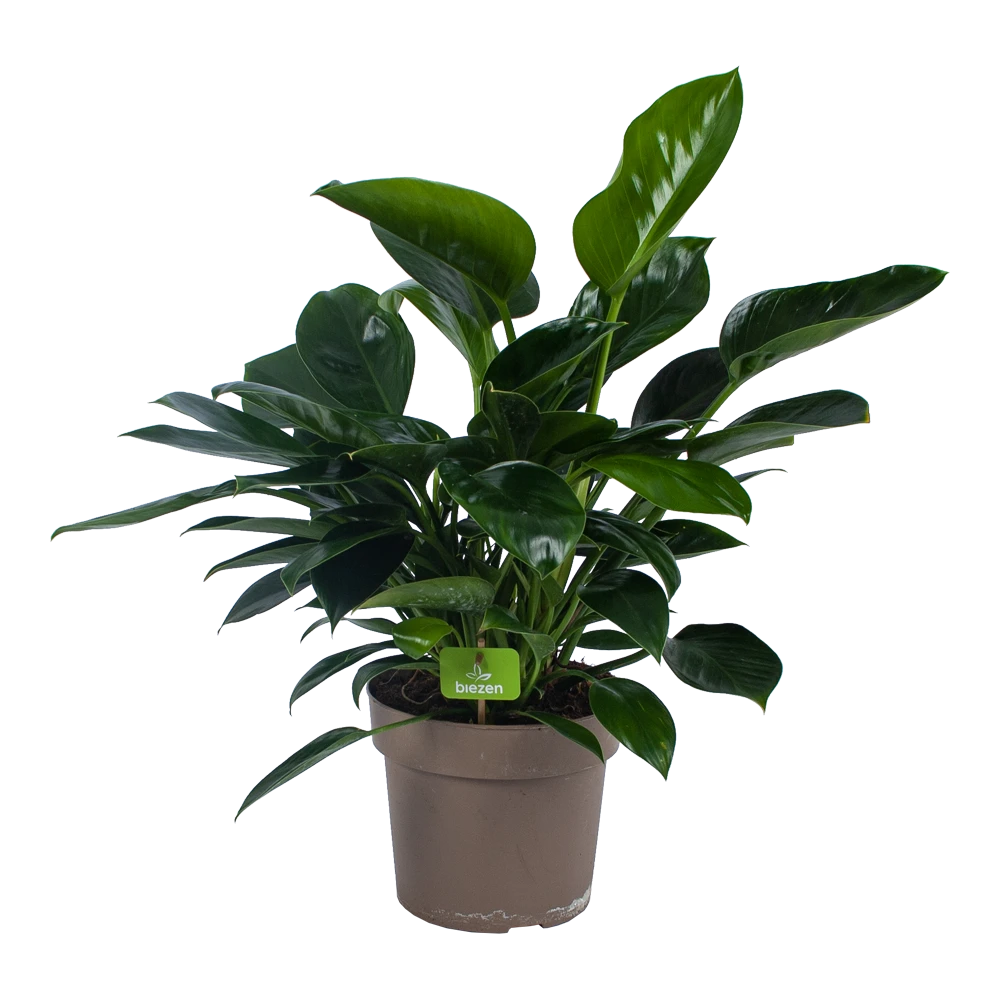Philodendron Green Princess - P21 H70 - Kamerplant