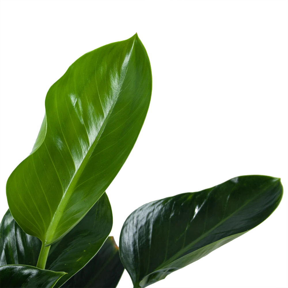 Philodendron Green Princess - P21 H70 - Kamerplant - Afbeelding 2