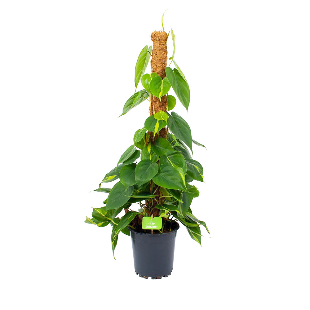 Philodendron Scandens Brasil Op Mosstok - P17 H75 - Kamerplant