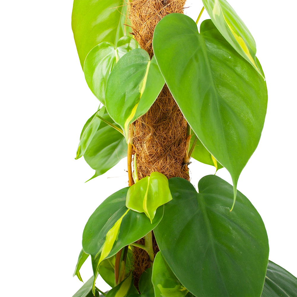 Philodendron Scandens Brasil Op Mosstok - P17 H75 - Kamerplant - Afbeelding 2