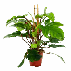 Philodendron Squamiferum Piramide - P19 H75 - Kamerplant