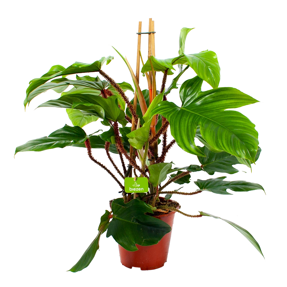 Philodendron Squamiferum Piramide - P19 H75 - Kamerplant