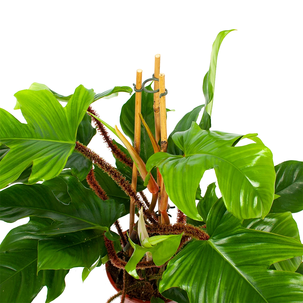 Philodendron Squamiferum Piramide - P19 H75 - Kamerplant - Afbeelding 2