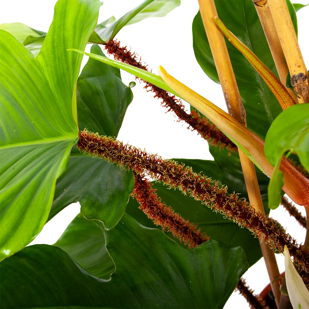 Philodendron Squamiferum Piramide - P19 H75 - Kamerplant - Afbeelding 3