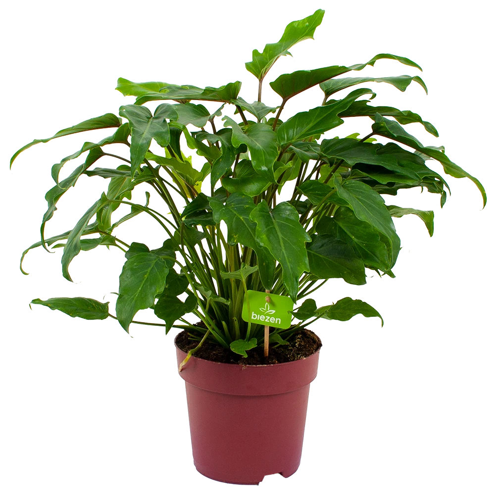Philodendron Xanadu - P19 H50 - Kamerplant