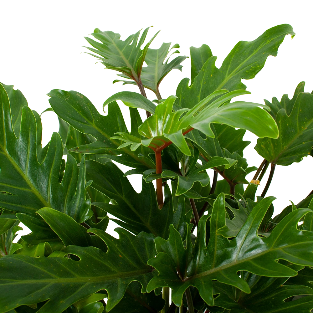 Philodendron Xanadu - P19 H50 - Kamerplant - Afbeelding 2