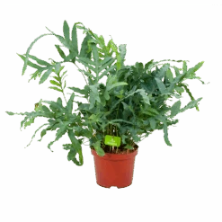 Phlebodium Areum Blue Star - Blauwvaren - P19 H60 - Kamerplant