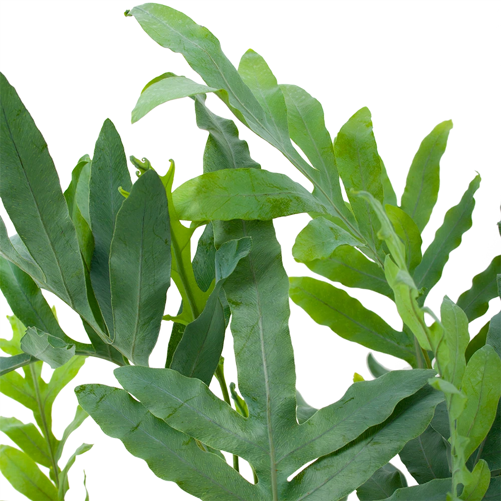 Phlebodium Areum Blue Star - Blauwvaren - P19 H60 - Kamerplant - Afbeelding 2