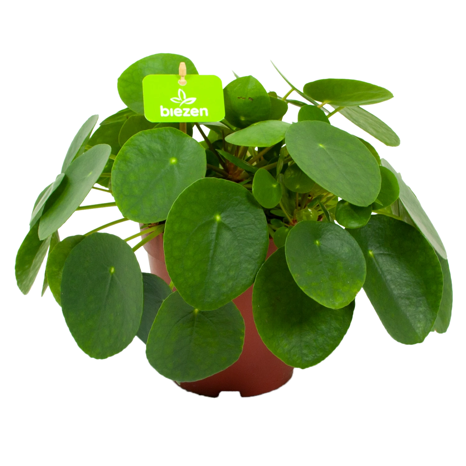 Pilea Peperomioides - Pannenkoekenplant - P15 H25 - Kamerplant