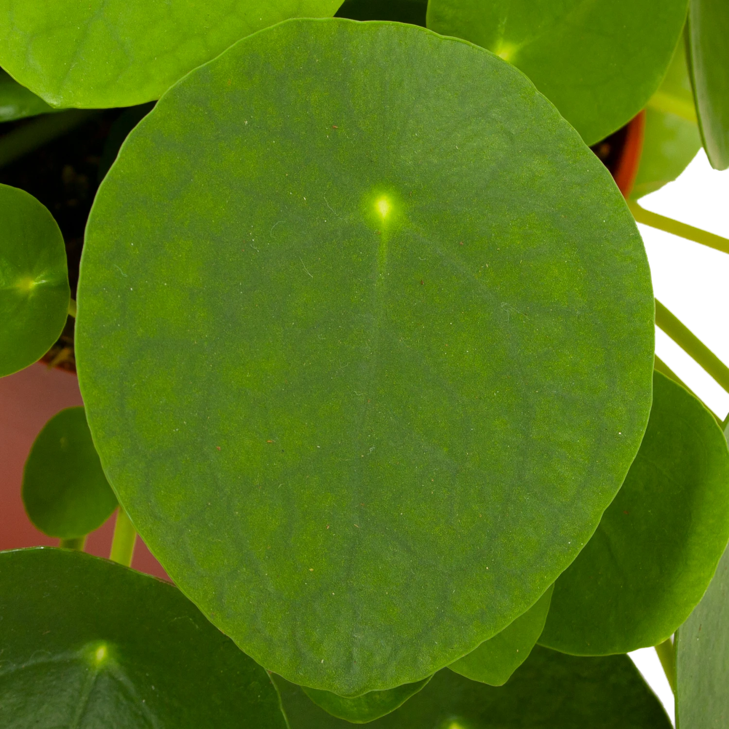 Pilea Peperomioides - Pannenkoekenplant - P15 H25 - Kamerplant - Afbeelding 2