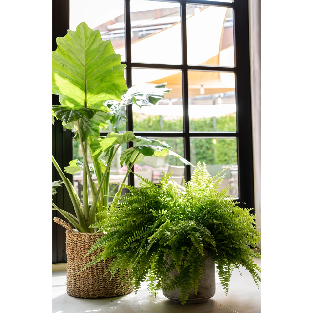 Plantenmand Joris - D30 X H27cm - Naturel - Afbeelding 2