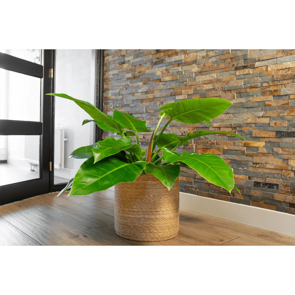 Plantenmand Stef - D31 X H31cm - Naturel - Afbeelding 2