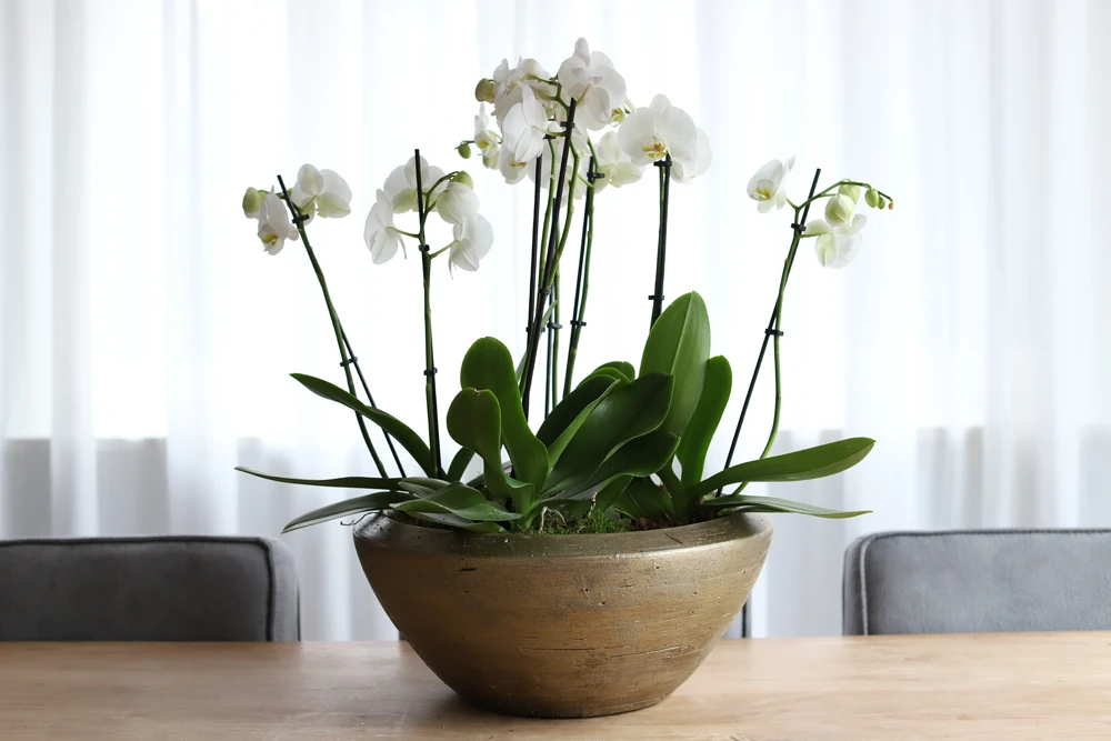 Plantenschaal Kos - D45 X H20cm - Goud - Afbeelding 2