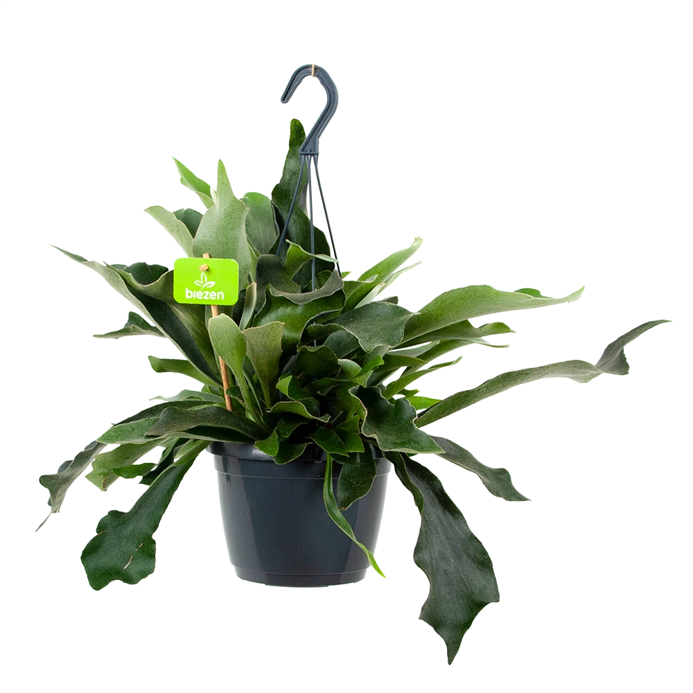 Platycerium Bifurcatum - Hertshoornvaren - In Hangpot - P17 H35 - Kamerplant