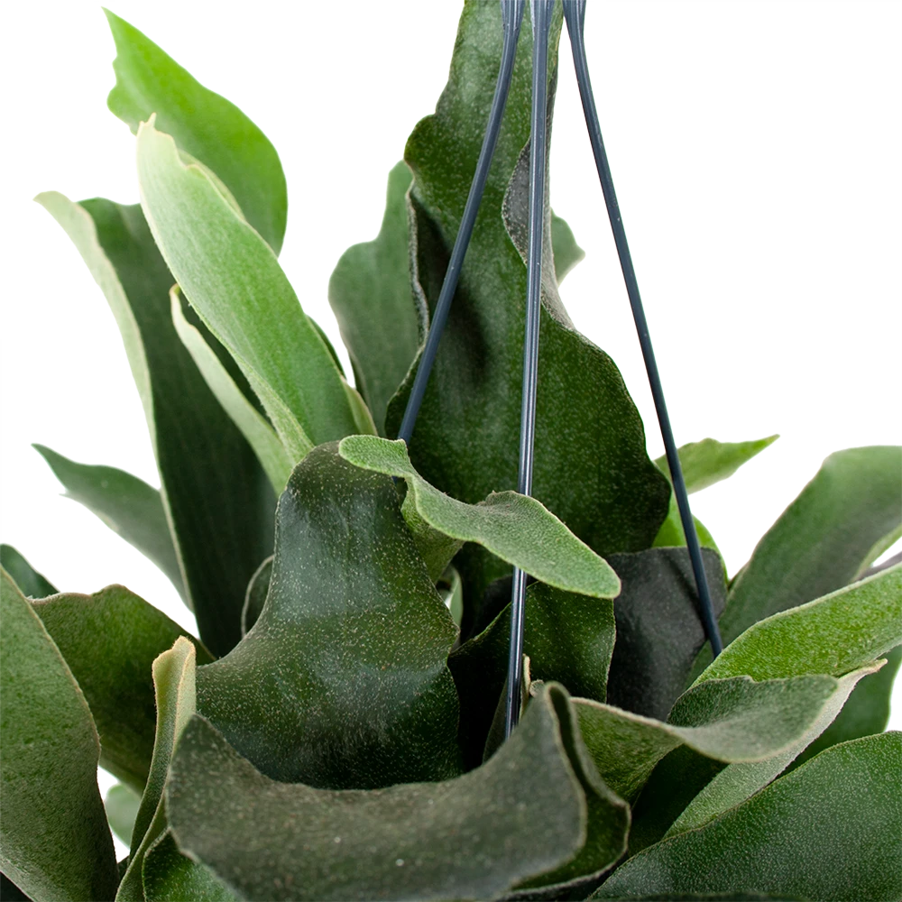 Platycerium Bifurcatum - Hertshoornvaren - In Hangpot - P17 H35 - Kamerplant - Afbeelding 2