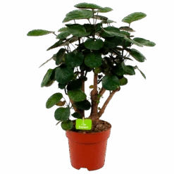 Polyscias Lemon - Aralia - P19 H65 - Kamerplant