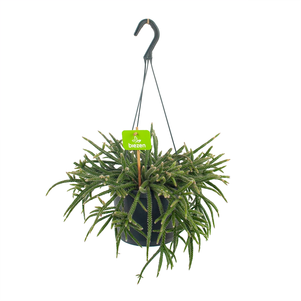 Rhipsalis Baccifera - In Hangpot - P17 H40 - Kamerplant