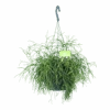 Rhipsalis Cassutha - Koraalcactus - In Hangpot - P17 H40 - Kamerplant