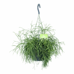 Rhipsalis Cassutha - Koraalcactus - In Hangpot - P17 H40 - Kamerplant