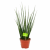 Sansevieria Fernwoord Mikado - Vrouwentong - P14 H55 - Kamerplant