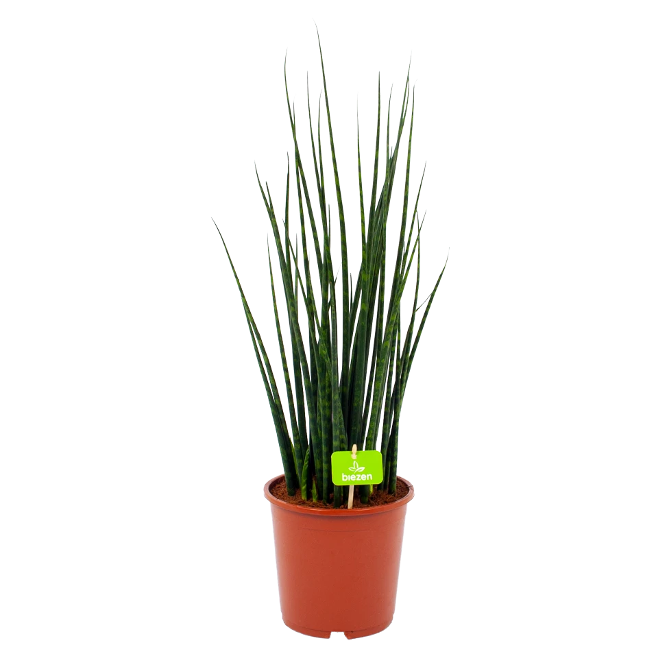 Sansevieria Fernwoord Mikado - Vrouwentong - P19 H75 - Kamerplant