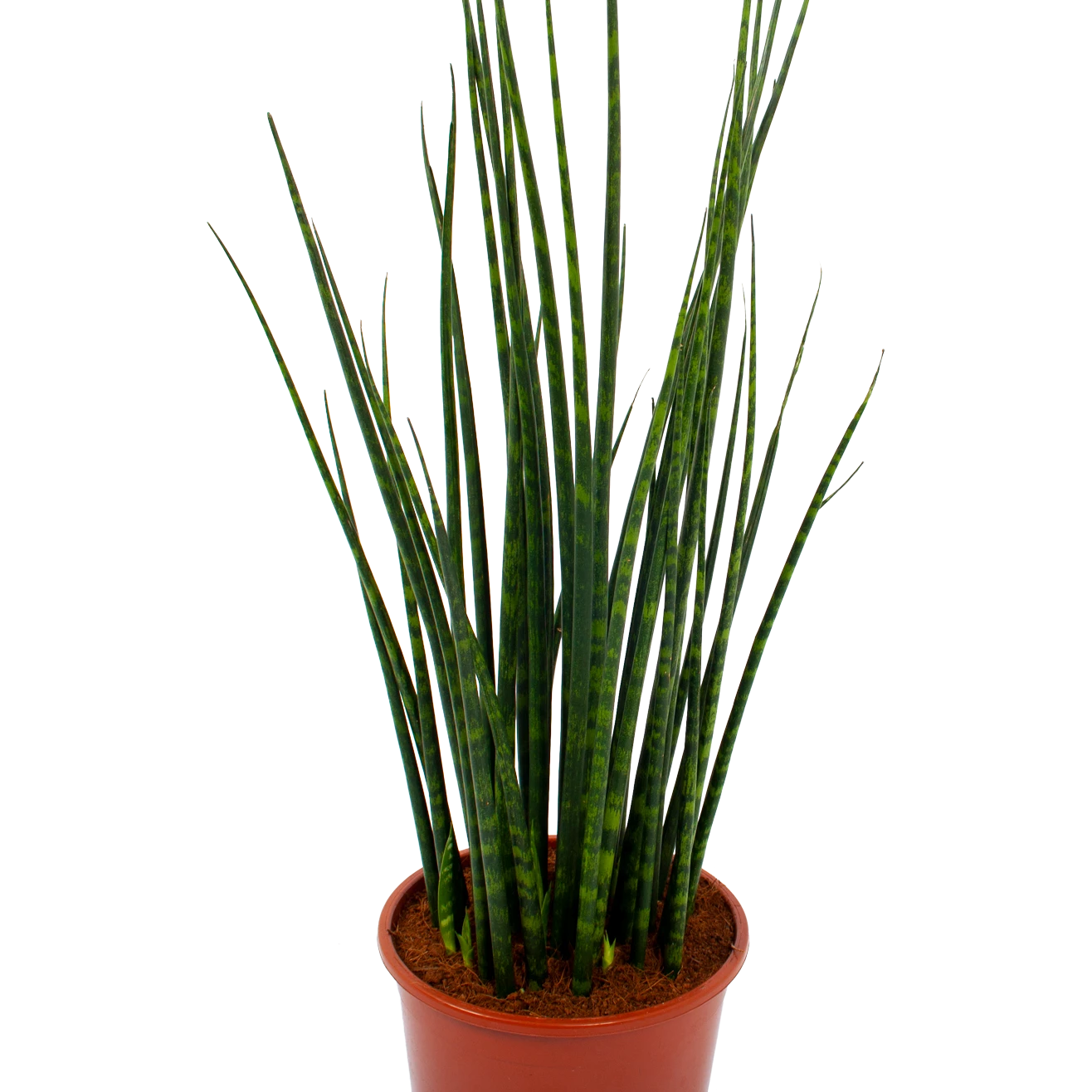 Sansevieria Fernwoord Mikado - Vrouwentong - P19 H75 - Kamerplant - Afbeelding 2