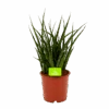 Sansevieria Fernwoord Punk - Vrouwentong - P14 H45 - Kamerplant