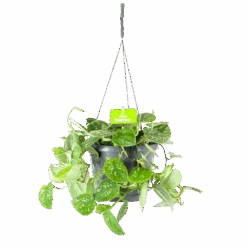 Scindapsus Pictus Argyraeus - Epipremnum - In Hangpot - P17 H40 - Kamerplant