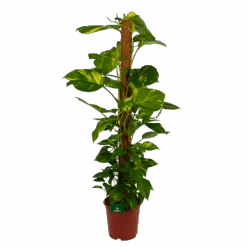 Scindapsus Pinnatum Aureum Op Mosstok - Epipremnum - P27 H150 - Kamerplant
