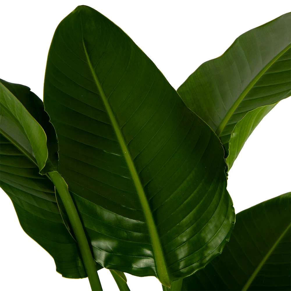 Strelitzia Nicolai - Paradijsvogelpant - P27 H180 - Kamerplant - Afbeelding 3
