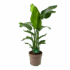 Strelitzia Nicolai - Paradijsvogelpant - P30 H130 - Kamerplant