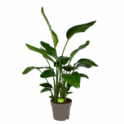 Strelitzia Nicolai - Paradijsvogelpant - P32,5 H165 - Kamerplant