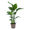 Strelitzia Nicolai - Paradijsvogelplant - P21 H90 - Kamerplant