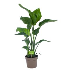 Strelitzia Nicolai - Paradijsvogelplant - P21 H90 - Kamerplant