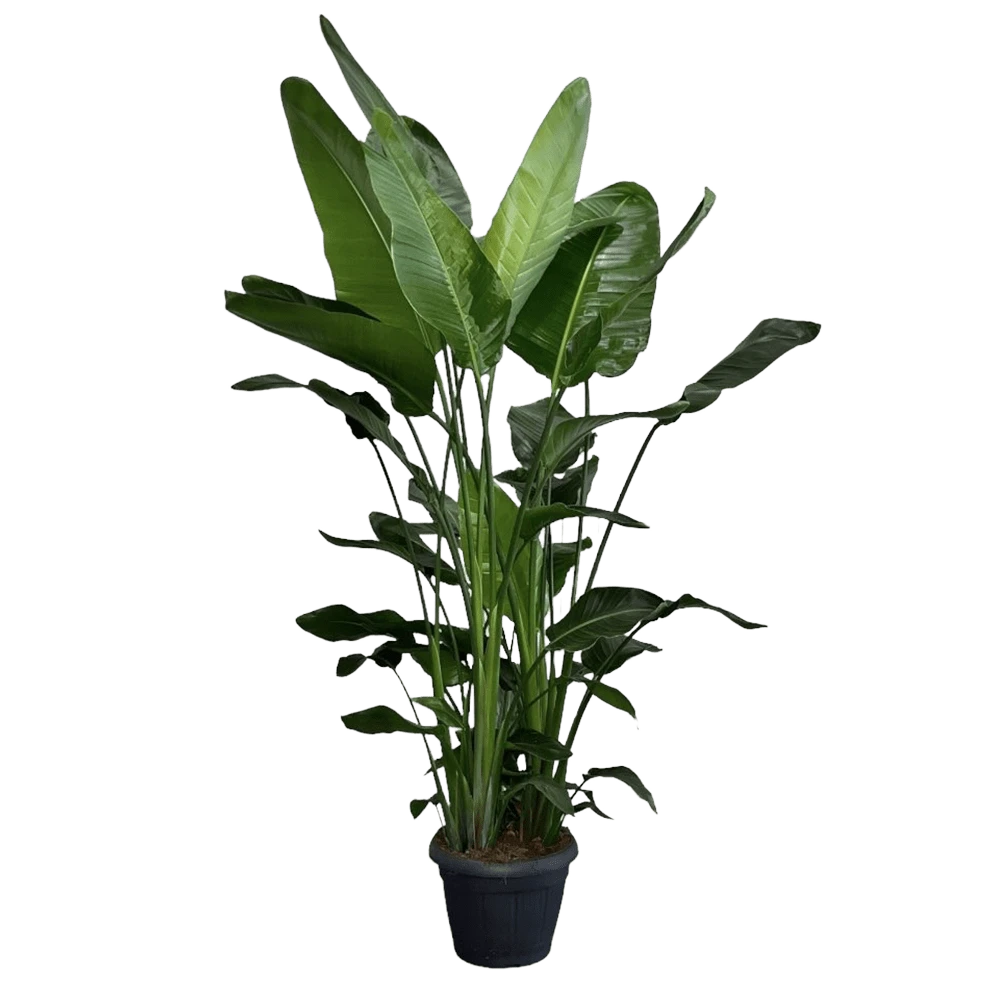 Strelitzia Nicolai - Paradijsvogelplant - P35 H200 - Kamerplant