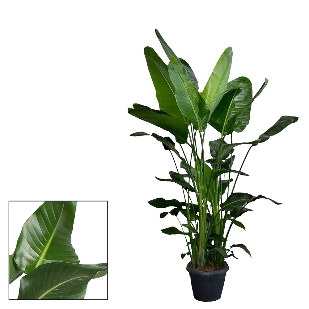 Strelitzia Nicolai - Paradijsvogelplant - P35 H200 - Kamerplant - Afbeelding 2
