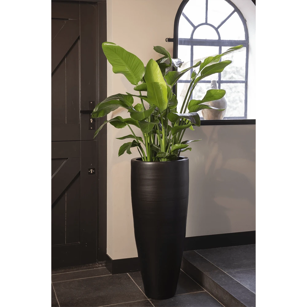 Strelitzia Nicolai - Paradijsvogelplant - P35 H200 - Kamerplant - Afbeelding 3