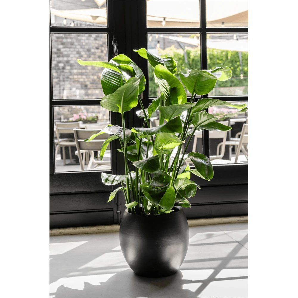 Strelitzia Nicolai - Paradijsvogelplant - P35 H200 - Kamerplant - Afbeelding 4